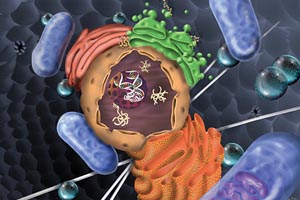 Human Cell biology illustration by Jim Grenier dba Renegade Studios